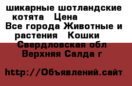 шикарные шотландские котята › Цена ­ 15 000 - Все города Животные и растения » Кошки   . Свердловская обл.,Верхняя Салда г.